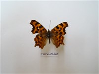 藏品(突尾鉤蛺蝶)的圖片